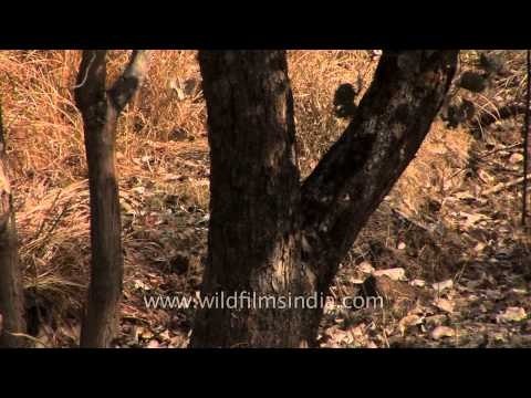 Gray langurs and Macaques