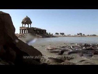 Ugly slithering teeming masses of Cat fish in Jaisalmer