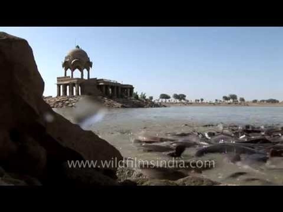 Ugly slithering teeming masses of Cat fish in Jaisalmer