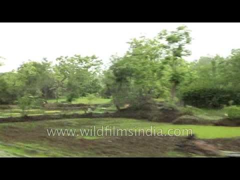 View of green paddy fields on route to Kerala