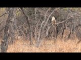 Gray langurs and Spotted deer