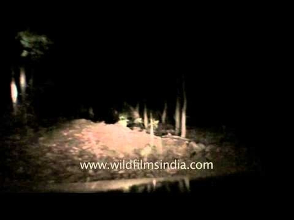 Passing through woods of Panna at night