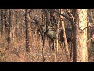 Huge blue-black Nilgai male in South India