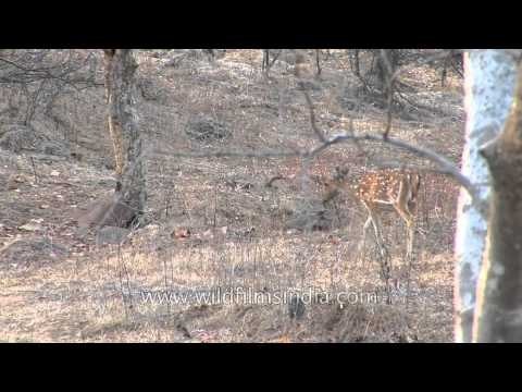 Spotted deer graze on dry summer grasses