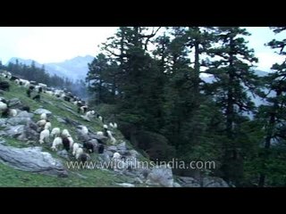 Uttarakhand kuari pass 1039 L56 13