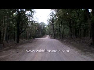 Route towards Jhinna forest camp in Panna