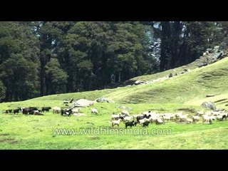 Uttarakhand kuari pass 1039 L56 4
