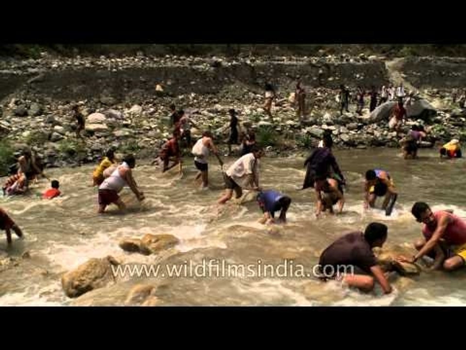 Villagers destroy the river eco-system for its fish : Aglar river in Uttarakhand