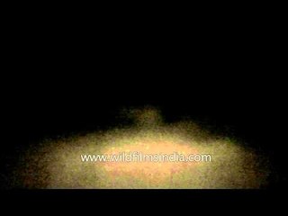 Safari trip inside Gangao sanctuary at night