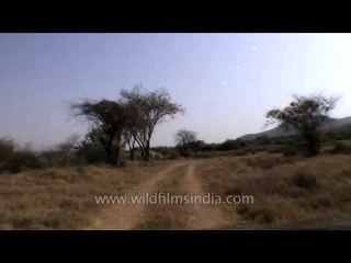 Flatlands of Hinauta plateau inside the Panna Tiger Reserve
