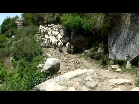Har-ki-dun trekking route in Uttarakhand