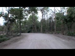Drive through buffer zone of Gangao sanctuary in Panna