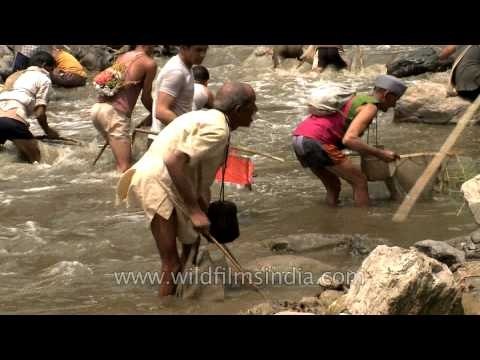 Garhwalis collect stunned fish from Aglar river during Maund Mela