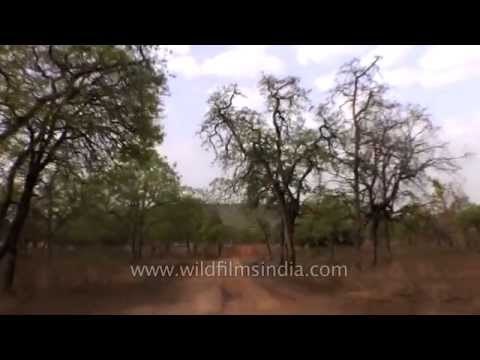 Jungle safari ride inside the Panna Tiger Reserve