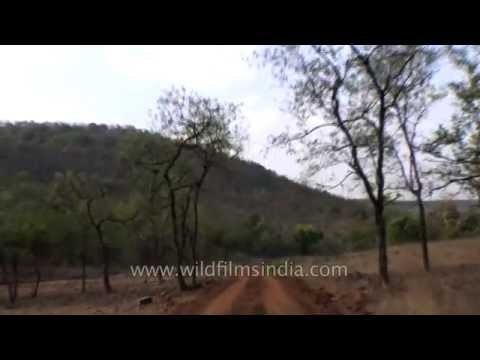 Inside the dense forest of Panna Tiger Reserve
