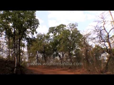 Winding forest roads inside the Panna Tiger Reserve