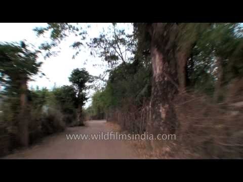 Drive from Ken River Lodge to Panna Tiger Reserve