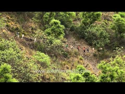 Villagers walk down to Aglar river to celebrate Maund Mela