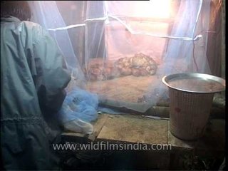 Unusual job of collecting baby Pythons - Kaziranga National Park