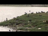 Blue Rock Pigeons and Red-wattled Lapwings