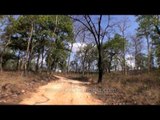 Safari drive inside the forests of Panna Tiger Reserve