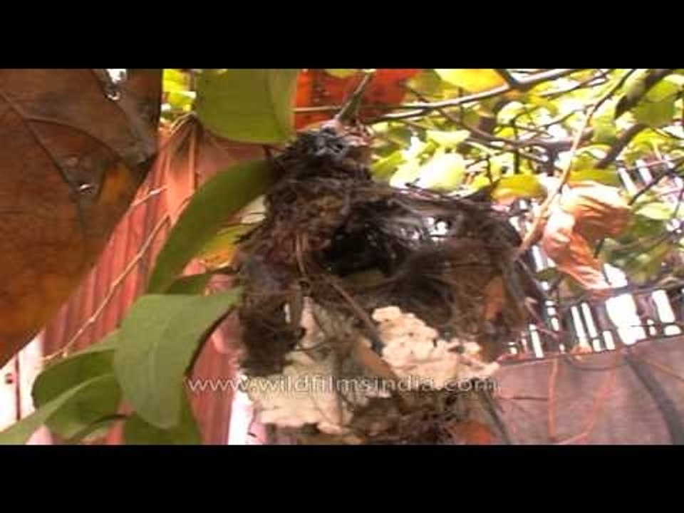 Female Purple Sunbird at its nest