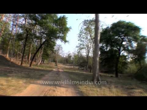 Safari trip inside Panna National Park