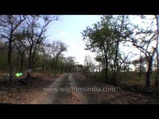 Dry deciduous forest of Panna National Park