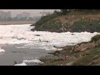 Pollution blights the Yamuna river