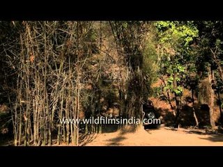 Inside the khatauli forest range in Bandhavgarh