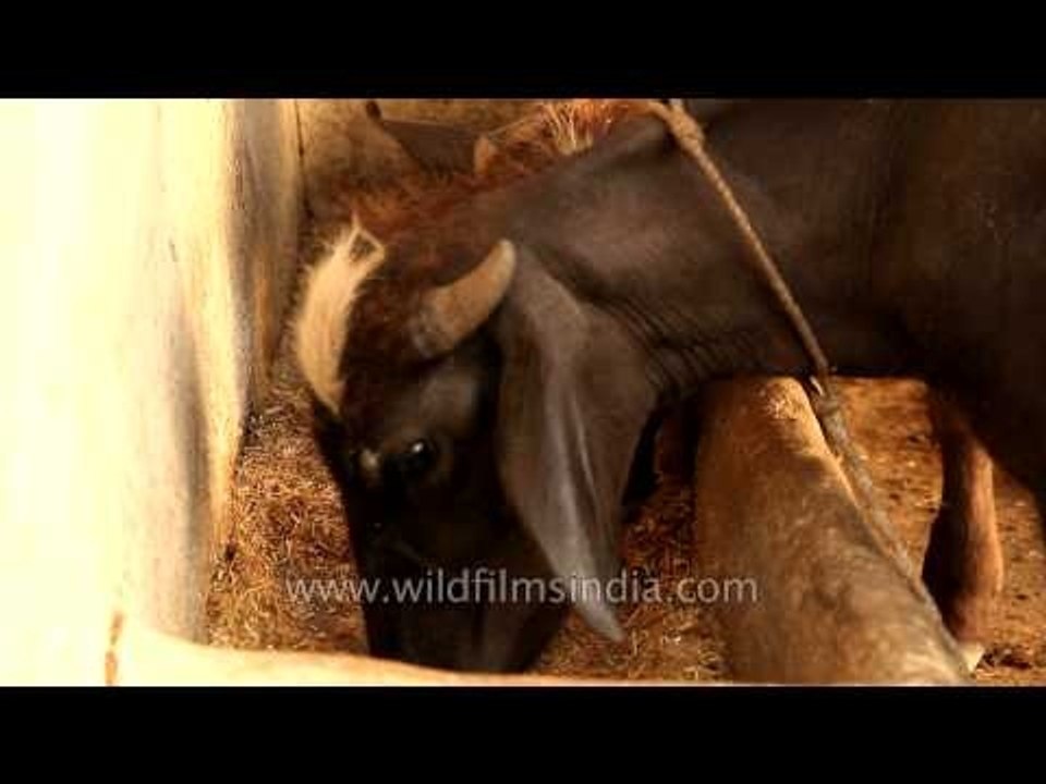 Cattle rearing in a village near Panna in Madhya Pradesh