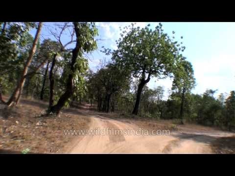Entering and driving through Panna Tiger Reserve in Madhya Pradesh