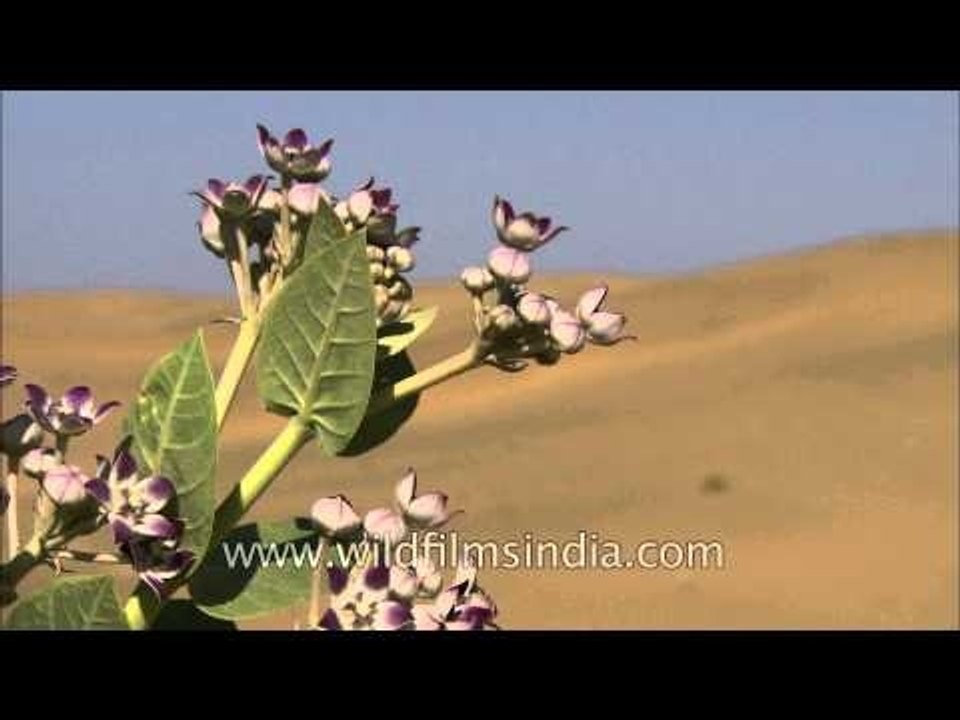 Calotropis procera or accra flowers - an offering to Shiva