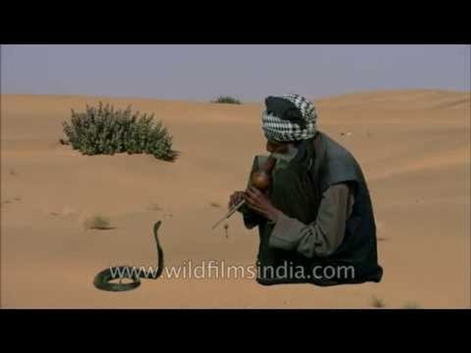 Snake charmer performs in the Thar desert!