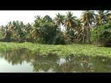 Paddy fields and coconut plantations of Kerala backwaters