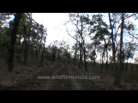 Jeep safari to Panna Tiger Reserve