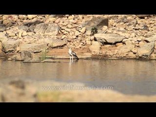 Crested Hawk Eagle in Panna National Park