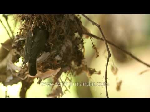 Purple Sunbird feeding its chicks - Panna National park