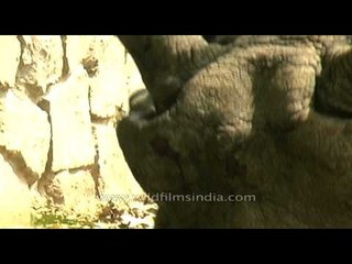Close up of a Rhinoceros munching leaves