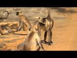 Gray langurs near a waterhole of Panna National Park