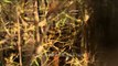 Tiger hiding behind dry grasses - Panna National Park