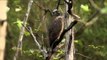 Crested serpent eagle perched on tree branch