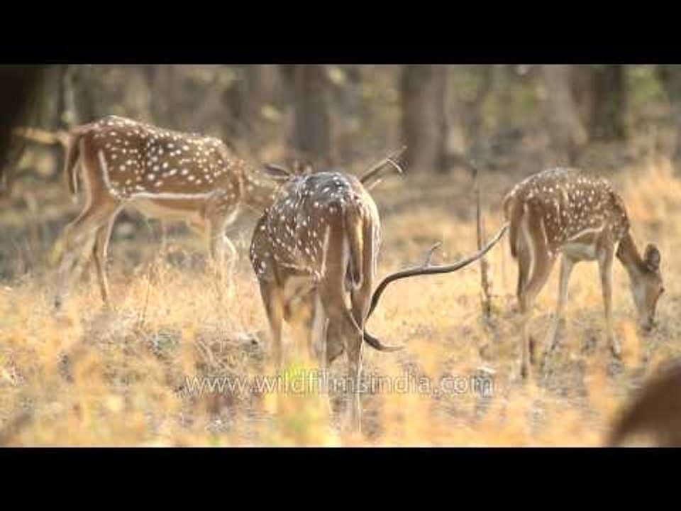 Spotted deer grazing on dry grasses