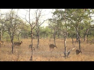 Group of female Nilgai walking through dry grassland of Panna National Park