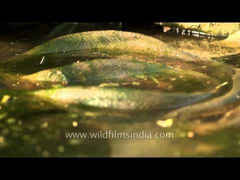 Indian rock python at Panna National Park