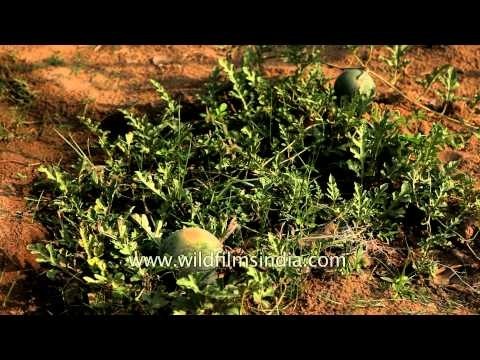 Pumpkins and watermelons growing in Madhya Pradesh, Central India