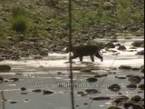 Indian tigers swim and splash around in the summer heat
