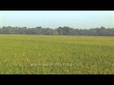 Agricultural fields of Kerala