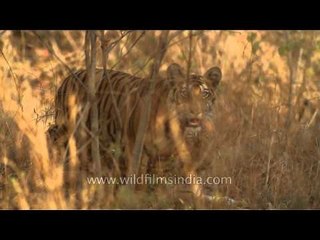 Tigers in dry forest of Panna National Park