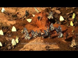 Lime butterflies and Common Emigrants seen mud-puddling in Panna National Park